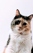 Multi-Colored Cat