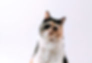 Tricolor Cat Portrait