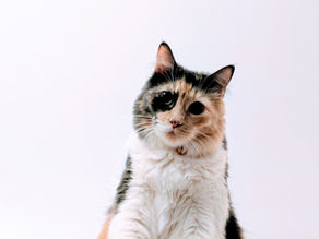 Comment bien brosser son chat ?