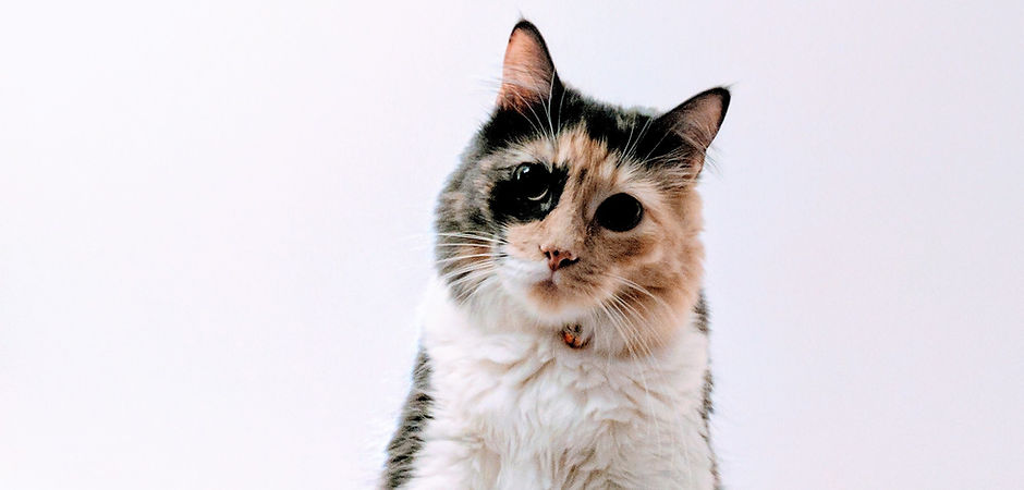Multi-Colored Cat