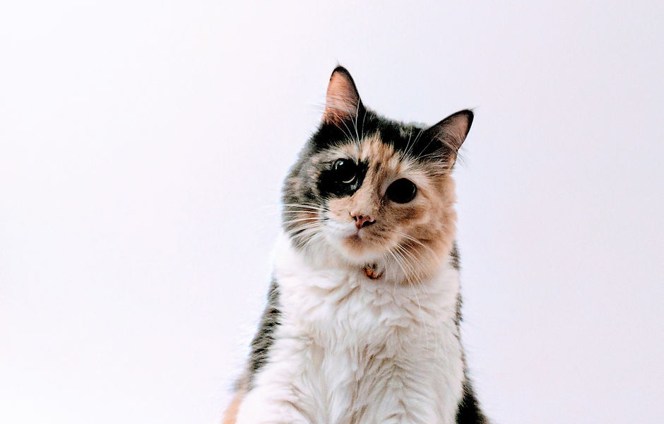 Multi-Colored Cat