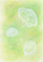 くらげハーバリウム3.png