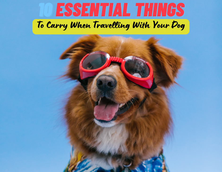 10 Essential Items to Carry When Travelling With Your Dog