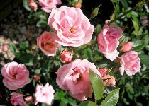 Close Up of Pink Roses_edited.jpg