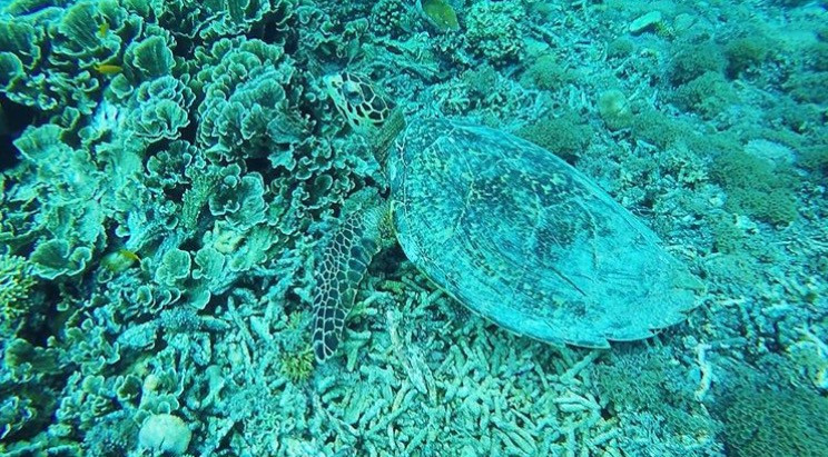 A picture of a sea turtle near the ocean floor that is littered with dead coral