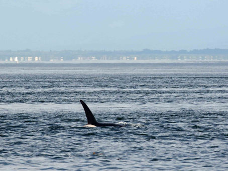 Different groups of killer whales on both trips!