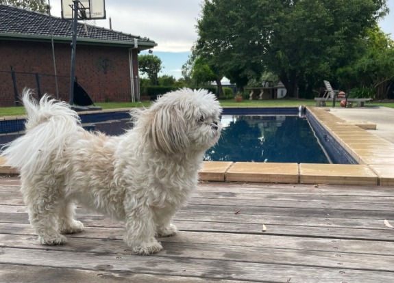 Murphy's Guide: A Tail-Wagging Adventure into Agility, Behavior, and Positive Reinforcement Training!