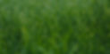 Wet grass_edited_edited.jpg