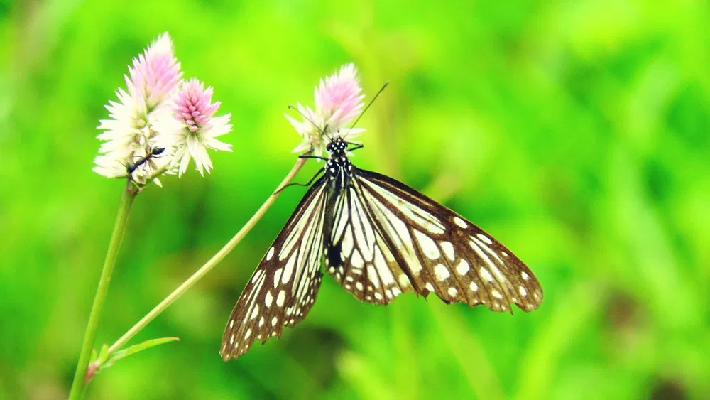 butterfly, flower, wildflower