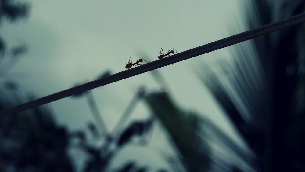 two ants walking