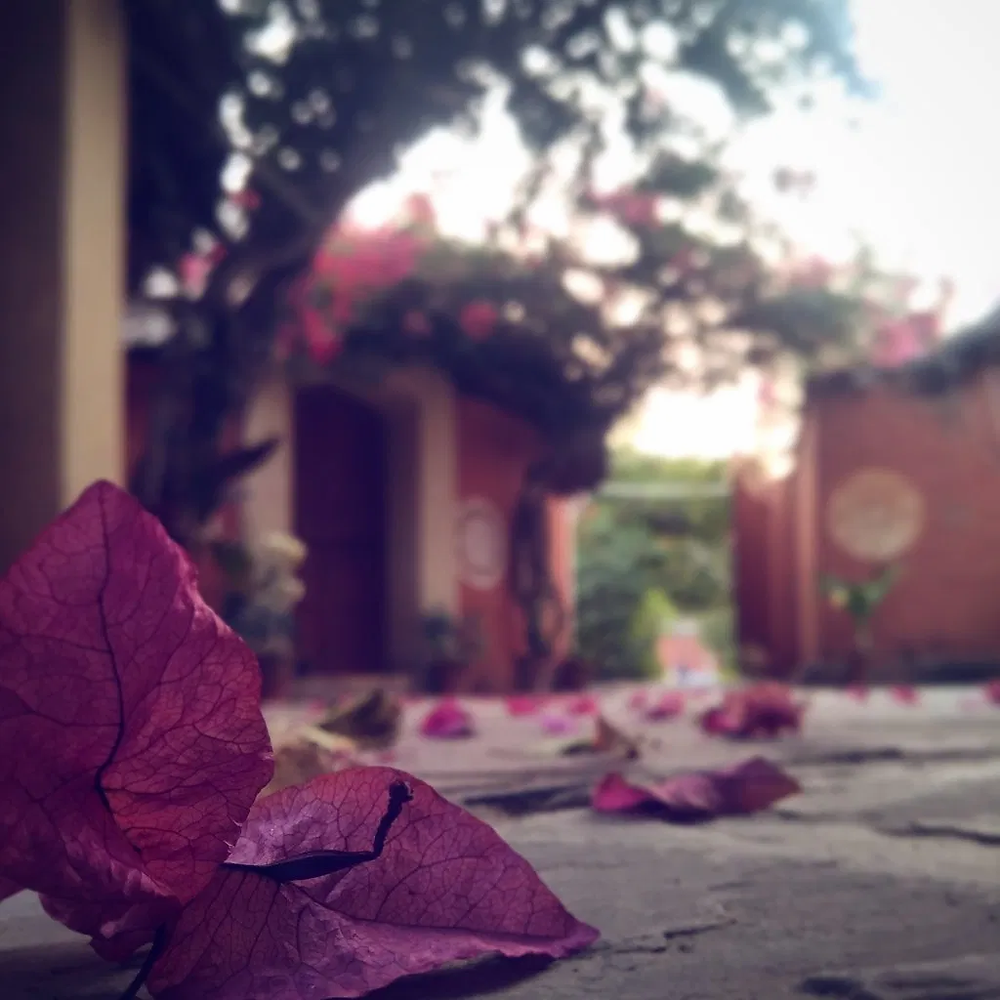 bouginvillea, flower, blur,