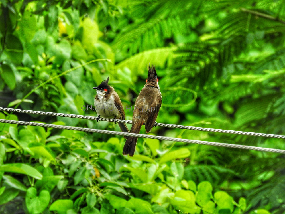 Two red whiskered bulbuls facing each other