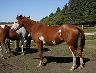 Canadian Sunshine.jpg