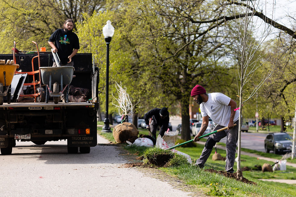 Photo Source: Baltimore Tree Trust