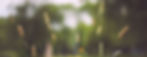 nanda-green-unsplash edited.jpg