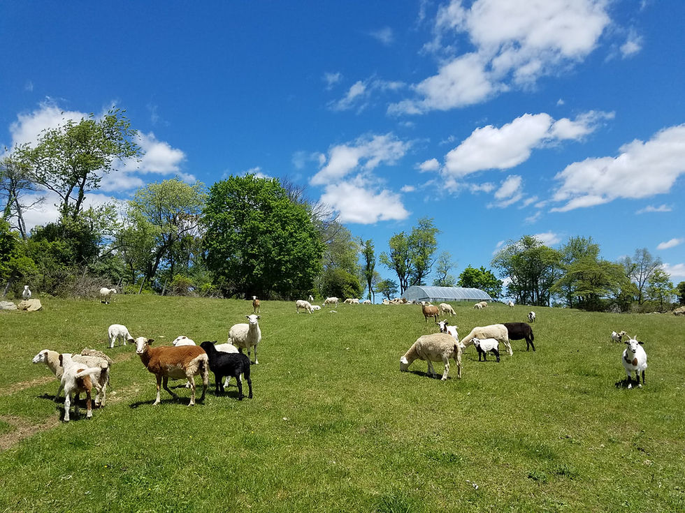 goats