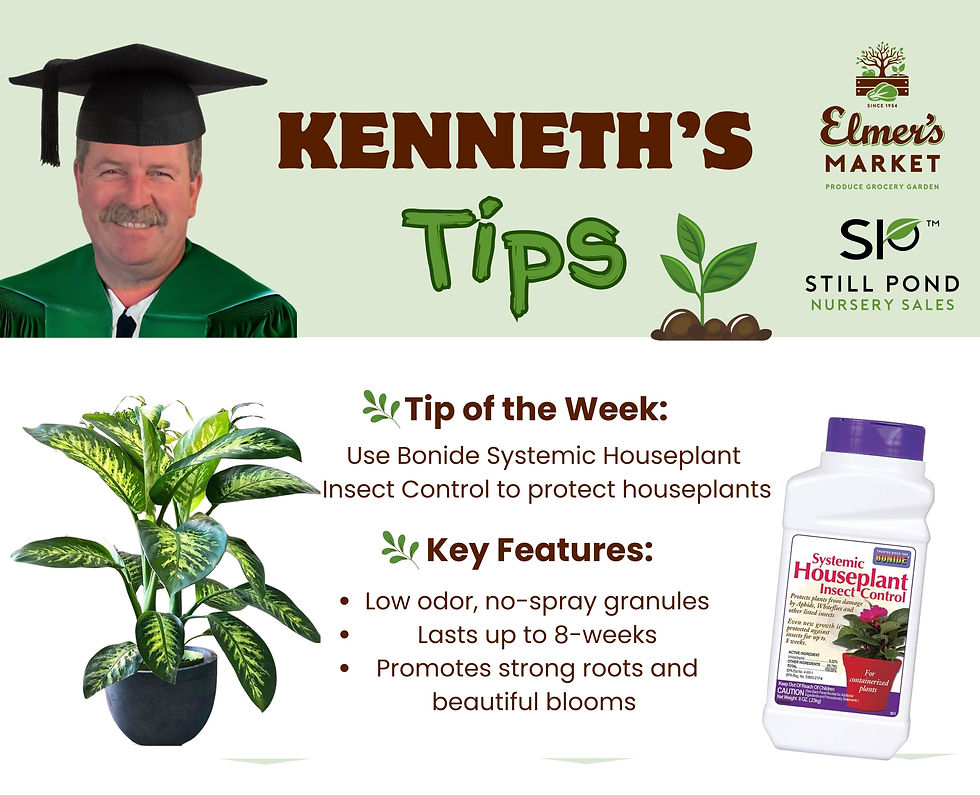 Graphic showing house plant with Bonide Insect Control with text describing its product features