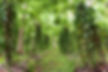 Plantation of vanilla trees at the tropics..jpg