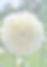 White dahlia blurred background_edited_edited.jpg