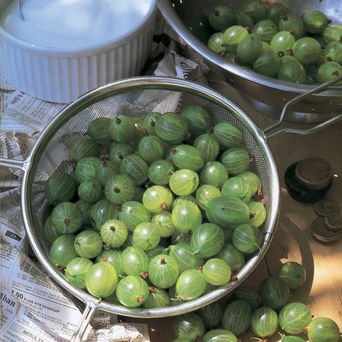Já ouviu falar na Gooseberry?