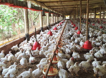 FRANGO DE QUALIDADE!