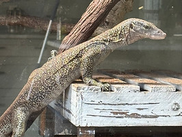 Close-up image of a juvenile moncrove monitor lizard inside a reptile enclosure at Keeping It Scaly. The lizard is perched on a weathered wooden platform, showcasing its sleek body, long neck, and finely detailed black and yellow speckled scales. The monitor’s alert eyes and pointed snout are clearly visible, emphasizing its curious and intelligent nature. The enclosure background includes textured logs and naturalistic decor, reflecting Keeping It Scaly’s focus on enriching reptile habitats for educational displays and breeding projects."