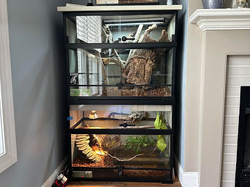 Stacked custom reptile enclosures with natural décor and lizards.