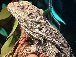 "Close-up photo of a frilled dragon (Chlamydosaurus kingii) resting on a textured branch inside a lush, leafy reptile enclosure. The lizard’s scaly, armored body is covered in muted brown and gray tones, with a folded frill around its neck and eyes closed in a calm, resting position. Vines and artificial leaves surround the scene, simulating a tropical environment. This image reflects Keeping It Scaly’s dedication to species-specific care, exotic reptile breeding, and immersive habitat design used for education and live events."