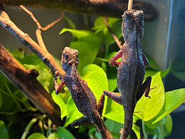 Close-up photo of two juvenile brown ornate mountain horned lizards clinging to vertical branches in a lush, tropical-style reptile enclosure. Their textured, bark-like skin helps them blend into the natural environment of vines and vibrant green foliage below. The background includes misted leaves, soil substrate, and climbing limbs under soft terrarium lighting. This image showcases Keeping It Scaly’s dedication to naturalistic habitats, exotic species care, and educational reptile displays for breeding and outreach events."