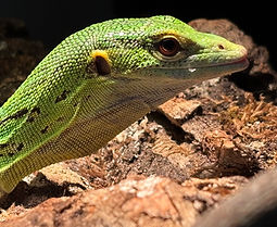 green tree monitor