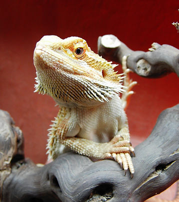 bearded-dragon-1302398_1920.jpg