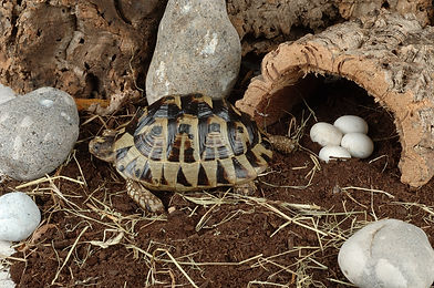 spur thighed tortoise in vivarium.jpg