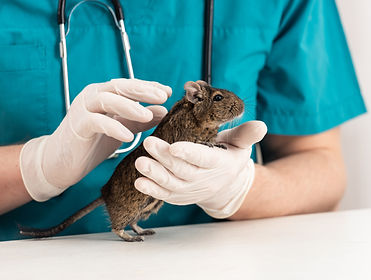 Degu is domestic active fluffy chilean r