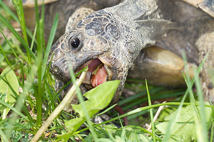 spur-thighed turtle in his nest / Testud