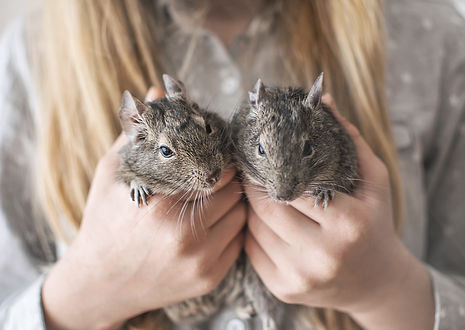 Young girl teen holding two small animal