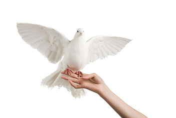 A photo of a dove on a woman's hand.jpg
