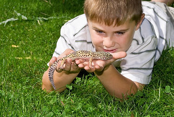 Boy holding his pet Gecko Lizard.jpg