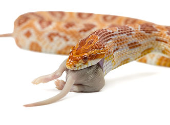 Snake eating a mouse isolated on white b