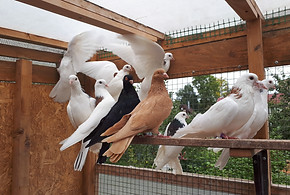 Dovecote with pigeons. Domestic pigeons. Growing pigeons at home..jpg