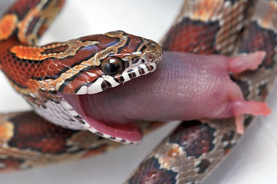 Corn snake - Pantherophis guttatus eating small mouse.jpg