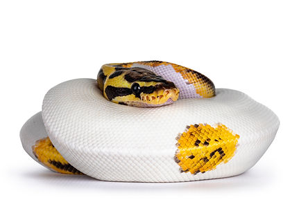 Young Piebald Ball Python aka Python Reg