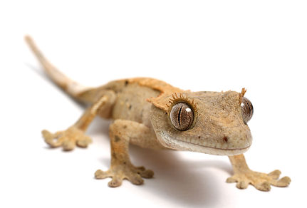 Crested Gecko on a white background.jpg