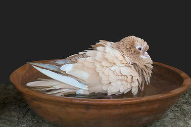 A beautiful brown pigeon taking bath in water on black background..jpg