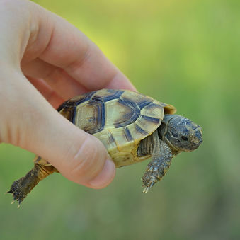 Spur-thighed tortoise (Testudo graeca ibera).jpg
