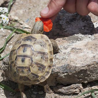 Cute baby turtle (Testudo graeca) eating