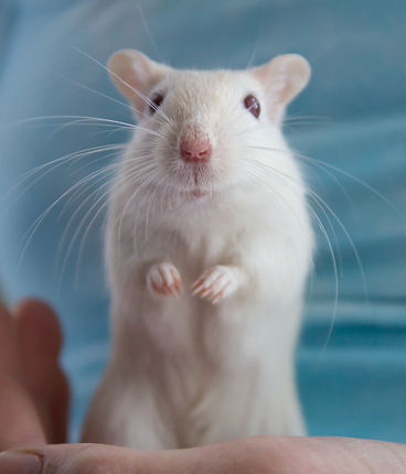 Gerbil held in a child's hand.jpg