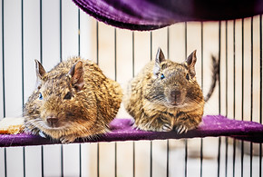 Degu climbs out of the cage, close up vi