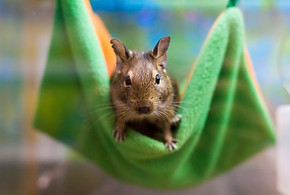 squirrel degu.jpg