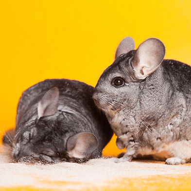 Two Silver Chinchillas bathing in white