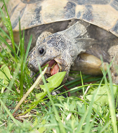 spur-thighed turtle in his nest / Testudo graeca ibera.jpg